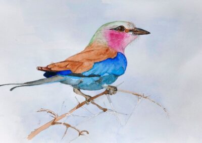 Lilac-breasted roller. Watercolour. 26 x 21 cm. £35 mounted but unframed.