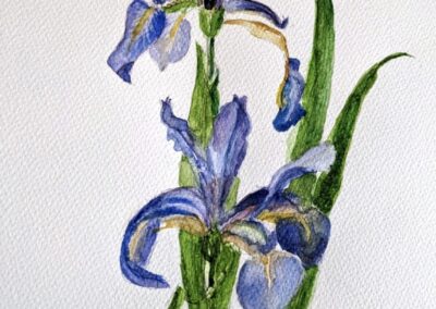 Margaret Harrison-Gallery Page